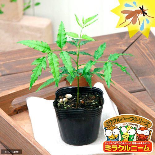 メーカー在庫限り品 観葉植物 ハーブ苗 ニーム ミラクルニーム インドセンダン ３号 １