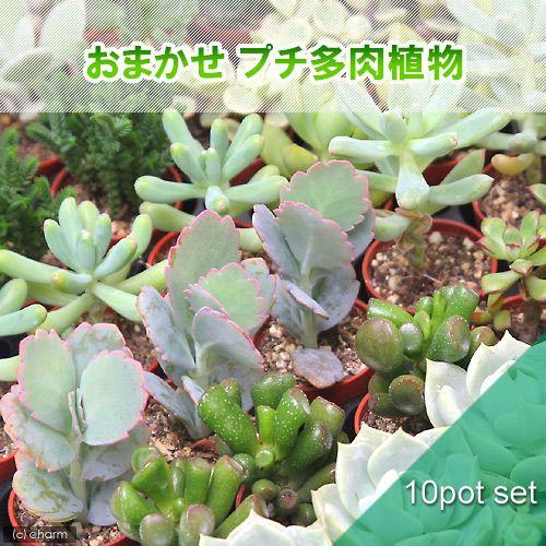 （観葉植物）おまかせプチ多肉　３ｃｍ硬質ポット植え（１０ポット）（説明書付き）｜chanet