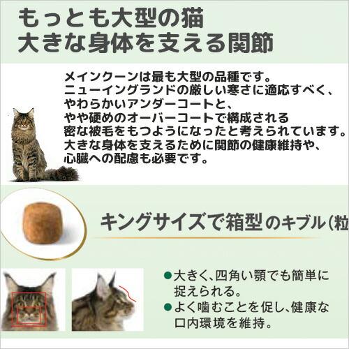 ロイヤルカナン　猫　メインクーン　成猫用　生後１５ヵ月齢から１２歳まで　２ｋｇ　ジップ付（キャットフード　ドライ）　お一人様５点限り｜chanet｜03