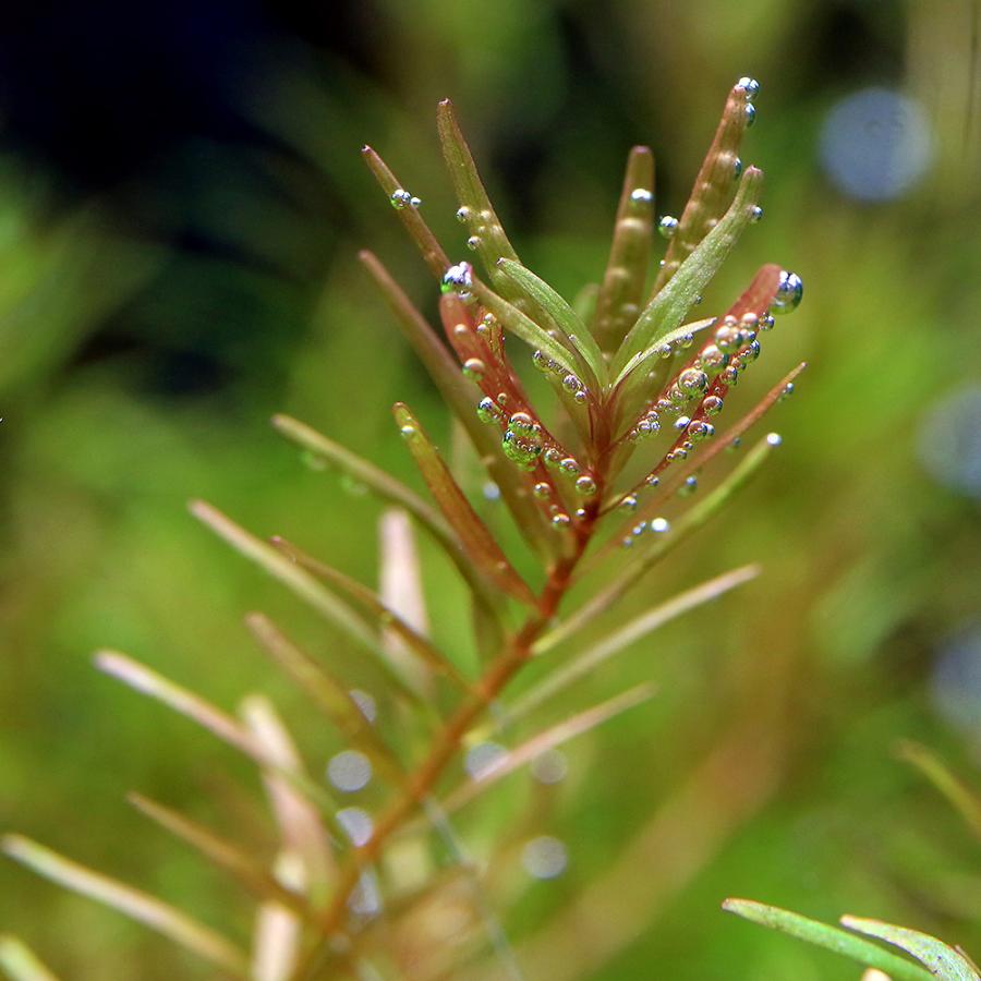チャーム（charm） （水草）ロタラsp．レインボー（水上葉）（無農薬
