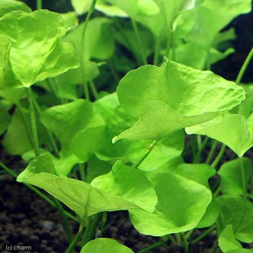 水草　トリミング　水中葉　無農薬　無害虫 チャーム（charm） （水草）ニムフォイデスsp．タイワン トロピカ