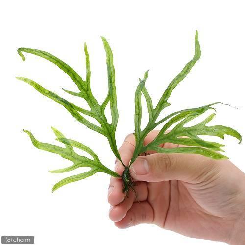 チャーム（charm） （水草）ミクロソリウムsp．バリ スモール十字