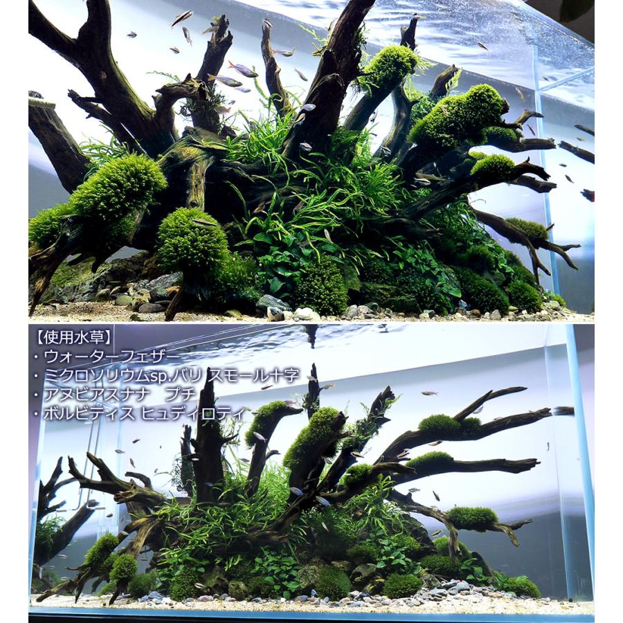 豪華豪華(水草)ミクロソリウムsp.バリ スモール十字(水中葉)(1株分) 水草 水草 アマゾンソード 2株 ※バラ売り水草は4点まで同梱可能(ネコポス)