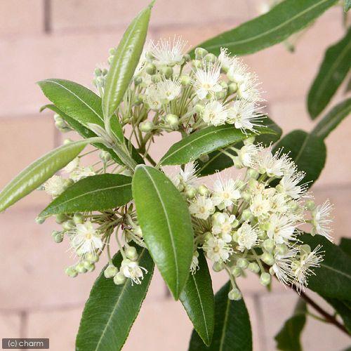 予約販売品 観葉植物 ハーブ レモンマートル レモンハニーマートル ４号 １ポット アロマ 家庭菜園 ティー Wantannas Go Id