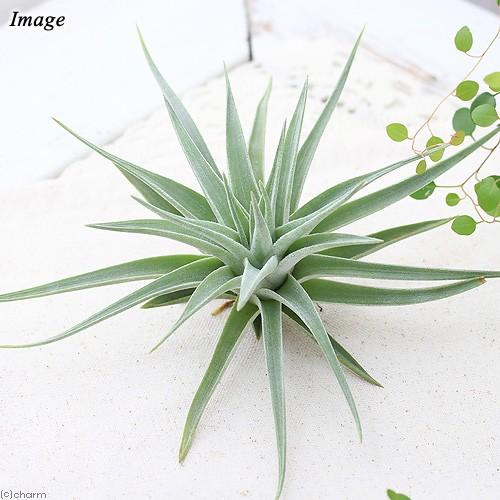 チャーム（charm） （観葉植物）エアープランツ チランジア ディディ