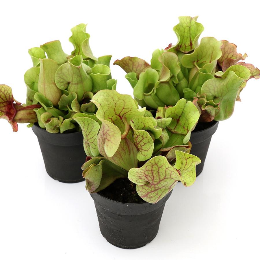 食虫植物 サラセニア プルプレアｓｓｐ ベノーサ ３ ５ ４号 １鉢 チャーム Charm Paypayモール店 通販 Paypayモール