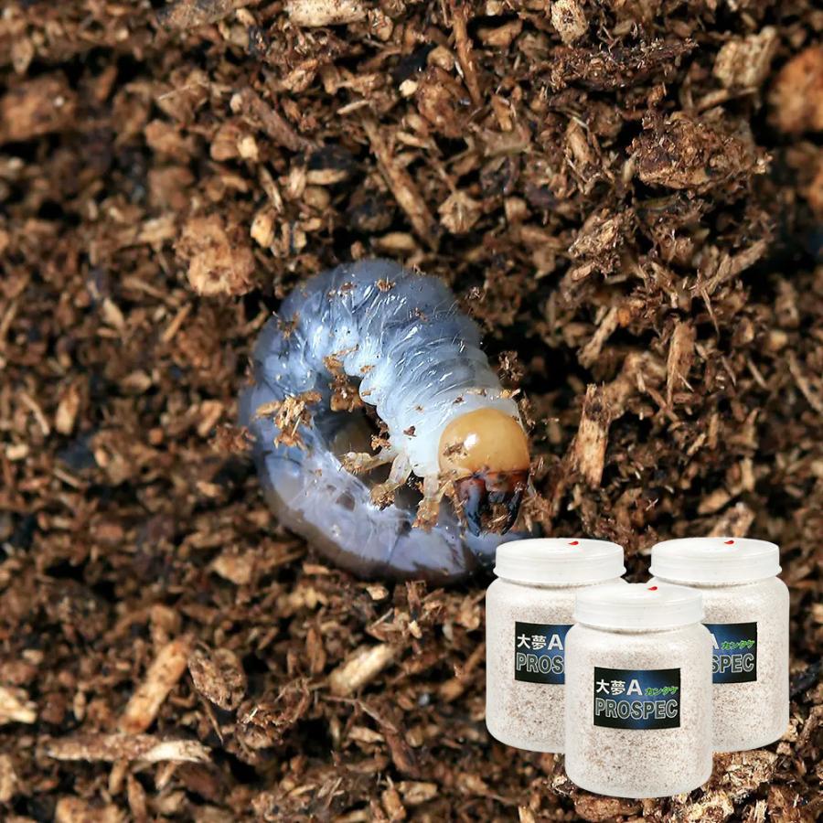 昆虫）ギラファノコギリクワガタ（ジャワ産）幼虫（3匹） ＋ 菌糸瓶