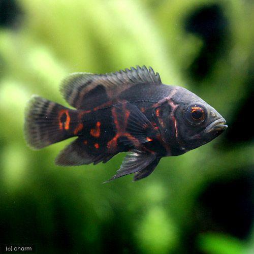 （入荷未定）（熱帯魚）タイガーオスカー（１匹）　北海道・九州航空便要保温 | チャーム（ペット）
