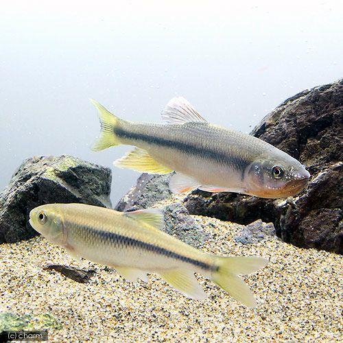 淡水魚 人気商品ランキング カワムツ １匹 ｍサイズ