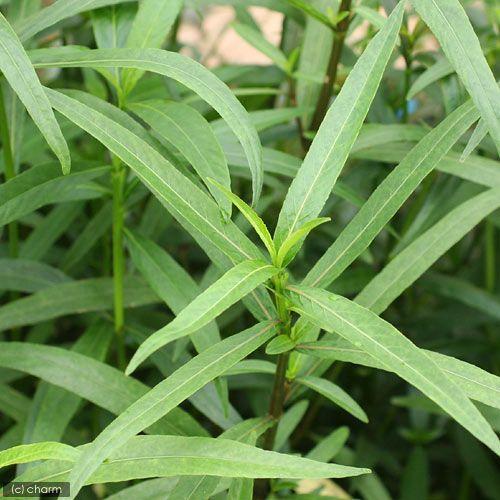 水草 ハイグロフィラｓｐ レッド メキシコ産 水上葉 無農薬 ６本 チャーム Charm Paypayモール店 通販 Paypayモール