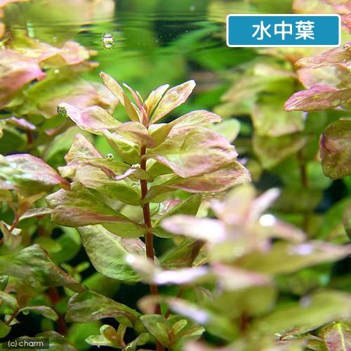 チャーム（charm） （水草）ロタラ マクランドラ カラディ（水上葉