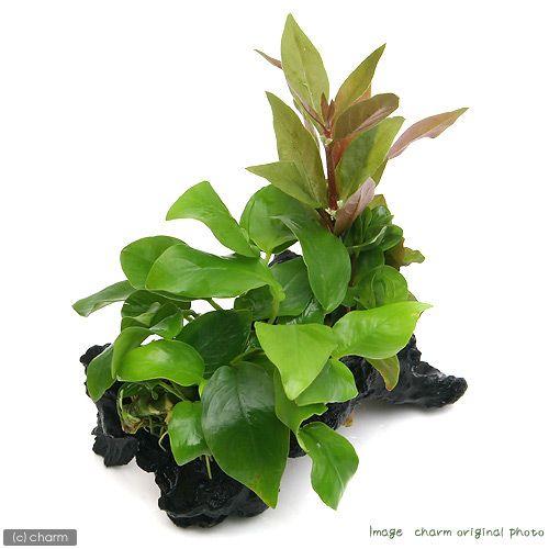 チャーム（charm） （水草）流木 ザ ボンサイ ver．アヌビアスナナ