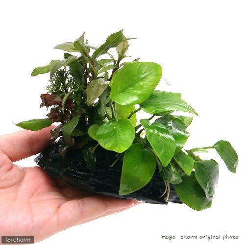 チャーム（charm） （水草）流木 ザ ボンサイ ver．アヌビアスナナ