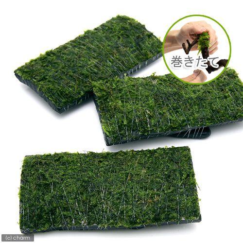 人気激安 水草 巻きたて 特選竹炭 板状 ジャイアント南米ウィローモス付 水中葉 無農薬 １枚