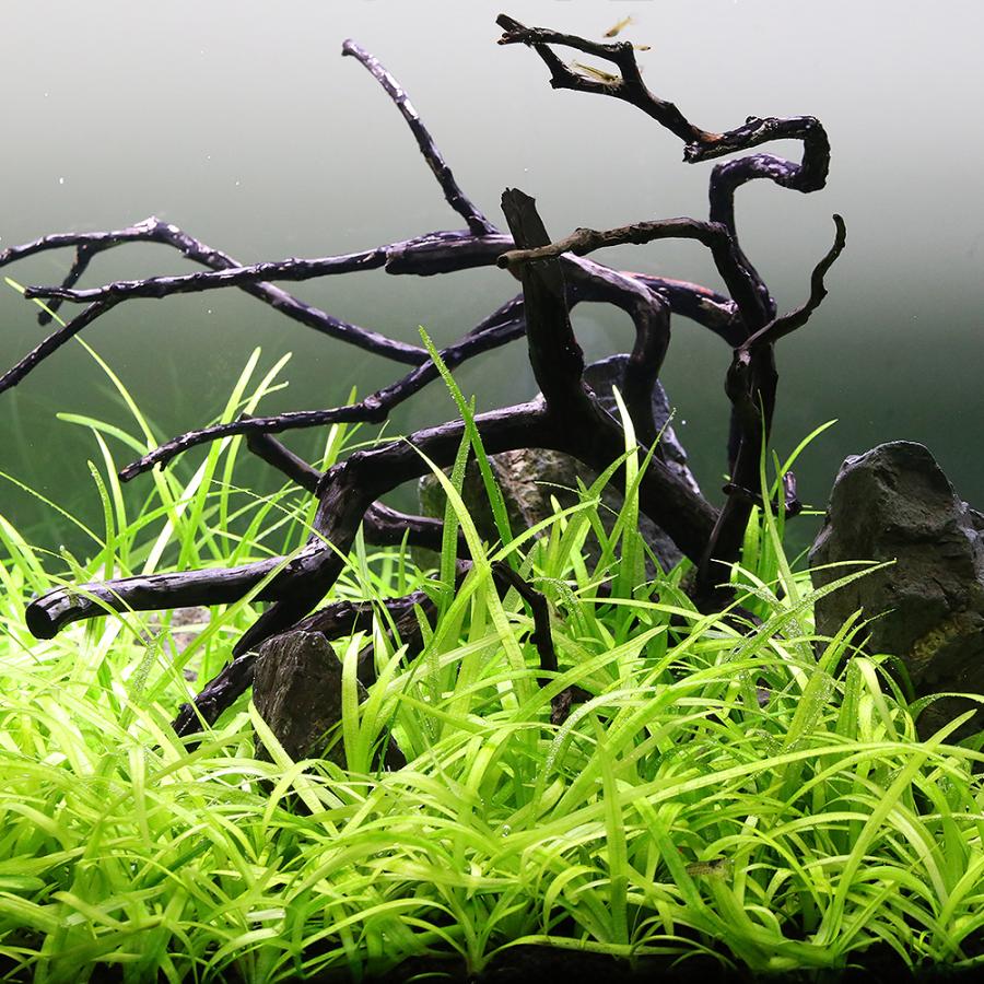 水草）ピグミーチェーンサジタリア（水中葉）（無農薬）（10株