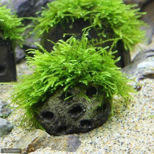 海外 水草 育成済 稚エビの幼稚園 ウィローモス付 水中葉 無農薬 ３個