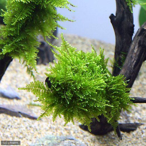 水草 育成済 南米ウィローモス 枝状流木 約２０ｃｍ １本 今ダケ送料無料 ｍサイズ 無農薬