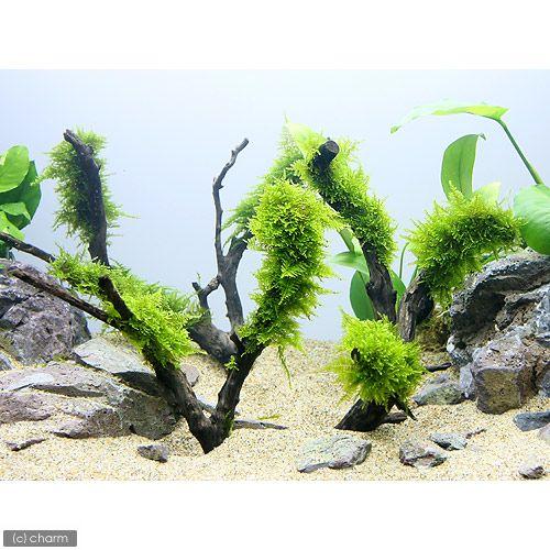 水草 育成済 南米ウィローモス 枝状流木 約２０ｃｍ １本 今ダケ送料無料 ｍサイズ 無農薬