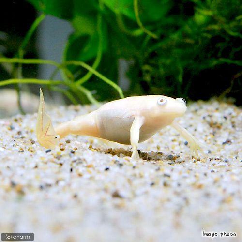超定番 両生類 アフリカツメガエル アルビノ ６匹 安い 激安 プチプラ 高品質