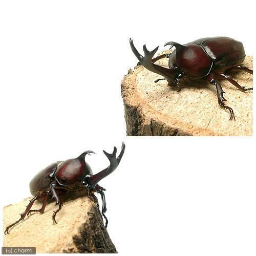 昆虫 国産カブトムシ 幼虫 ２ ３令 ５０匹 沖縄別途送料 北海道 九州航空便要保温 チャーム Charm Paypayモール店 通販 Paypayモール