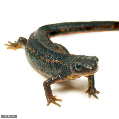 シリケンイモリ 6匹