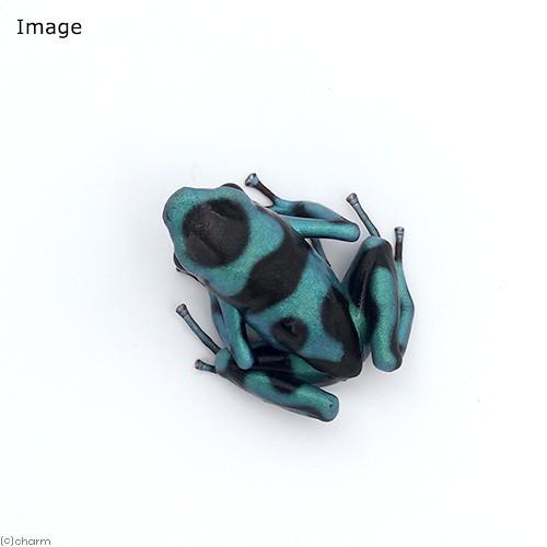 予約販売品 両生類 マダラヤドクガエル コロンビアンブルー ｃｏｌｏｍｂｉａｎ ｂｌｕｅ １匹 沖縄 離島 航空便 絶対一番安い Zoetalentsolutions Com