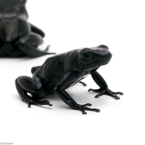 （両生類）マダラヤドクガエル　ブラック“ｂｌａｃｋ”　ＣＢ個体（１匹）　北海道・九州航空便要保温