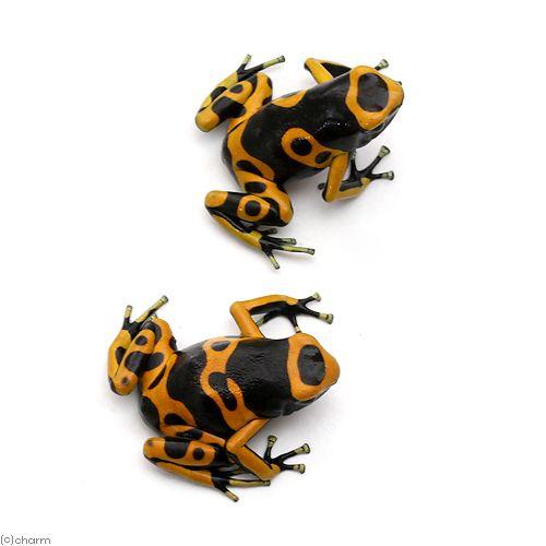 キオビヤドクガエル 5匹