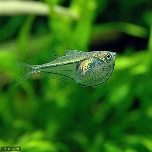 熱帯魚 グラス ハチェット １匹 北海道 九州航空便要保温 チャーム Charm Paypayモール店 通販 Paypayモール