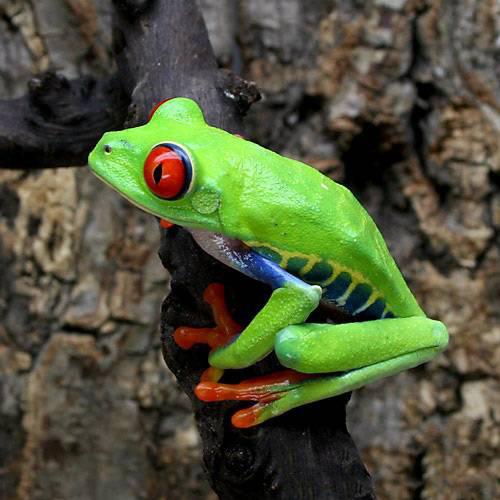 （両生類）アカメアマガエル　ＷＣ個体　ＭＬサイズ（１匹） の商品画像