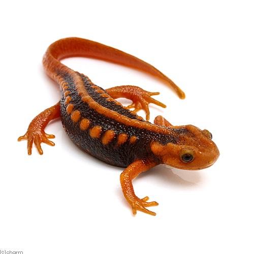 ミナミイボイモリ