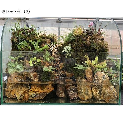 ピクタ 極床 植えれる君 A4 3cm 爬虫類 テラリウム フォーム