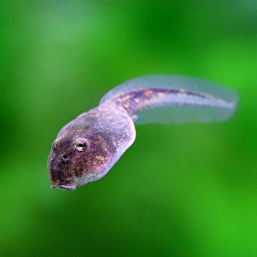 両生類 チャコガエル オタマジャクシ 注目の １匹 沖縄別途送料 九州航空便要保温 北海道