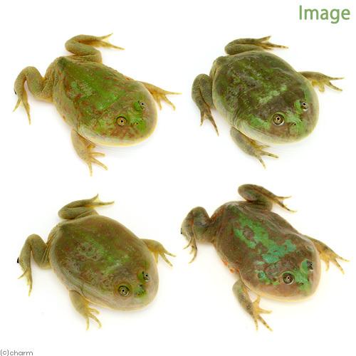 両生類 バジェットガエル グリーンタイプ １匹 チャーム Charm Paypayモール店 通販 Paypayモール