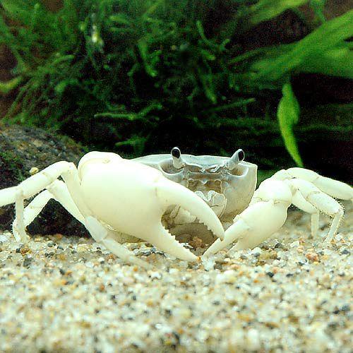 チャーム（charm） （エビ・カニ）サワガニ ブルー（1匹） : チャーム