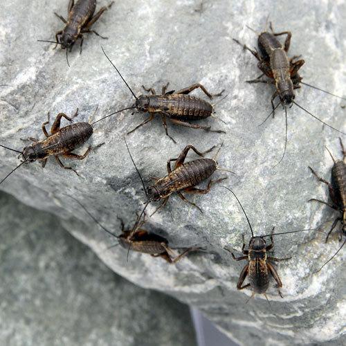 送料無料お手入れ要らず 生餌 フタホシコオロギ ｓｓ ｓ ６ ０グラム 約