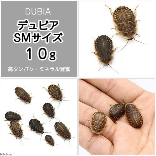 公式の 生餌 デュビア アルゼンチンモリゴキブリ ｓｍサイズ １０グラム 約２０匹 爬虫類 大型魚 餌 エサ 北海道 九州航空便要保温 Riosmauricio Com