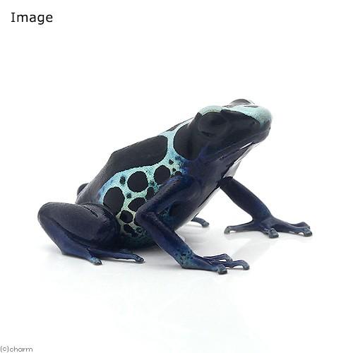 両生類 アイゾメヤドクガエル オイヤポッキ ｏｙａｐｏｋ １匹 沖縄別途送料 チャーム Charm Paypayモール店 通販 Paypayモール