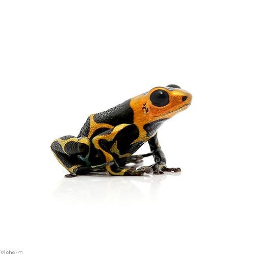 （両生類）イミテーターヤドクガエル　バンデッド“ｂａｎｄｅｄ”（１匹）　沖縄別途送料