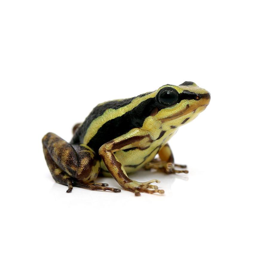 （両生類）ミイロヤドクガエル　リオ“ｒｉｏ”（１匹）　沖縄別途送料　北海道・九州航空便要保温