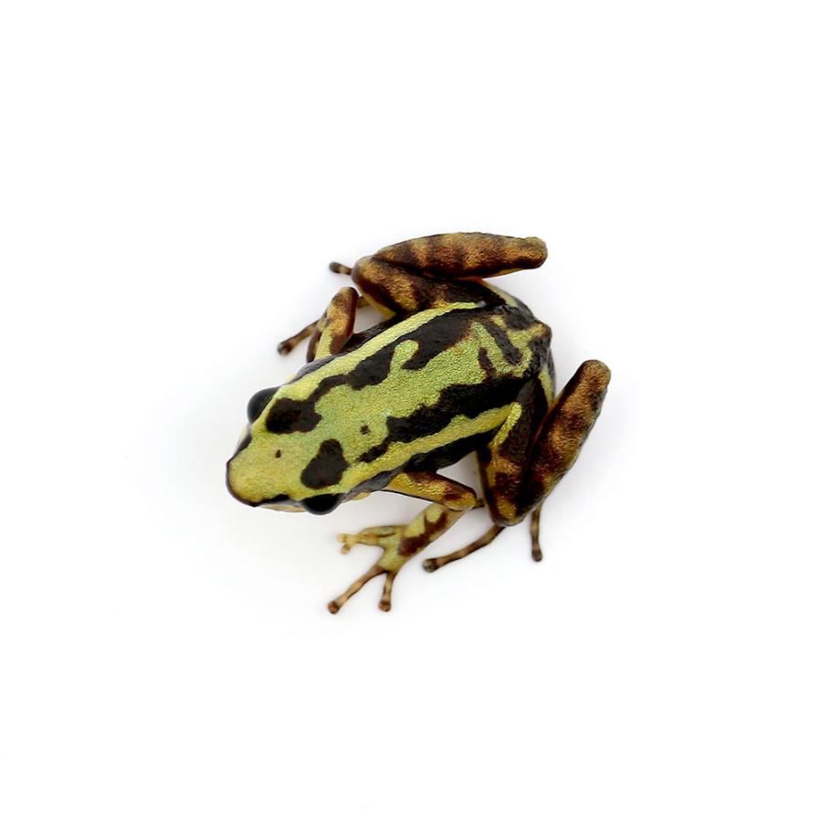 （両生類）ミイロヤドクガエル　リオ“ｒｉｏ”（１匹）　沖縄別途送料　北海道・九州航空便要保温 