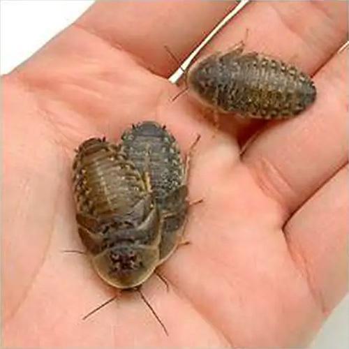 売却 生餌 デュビア アルゼンチンモリゴキブリ ｍサイズ １００匹 爬虫類 大型魚 餌 エサ 豊富な品