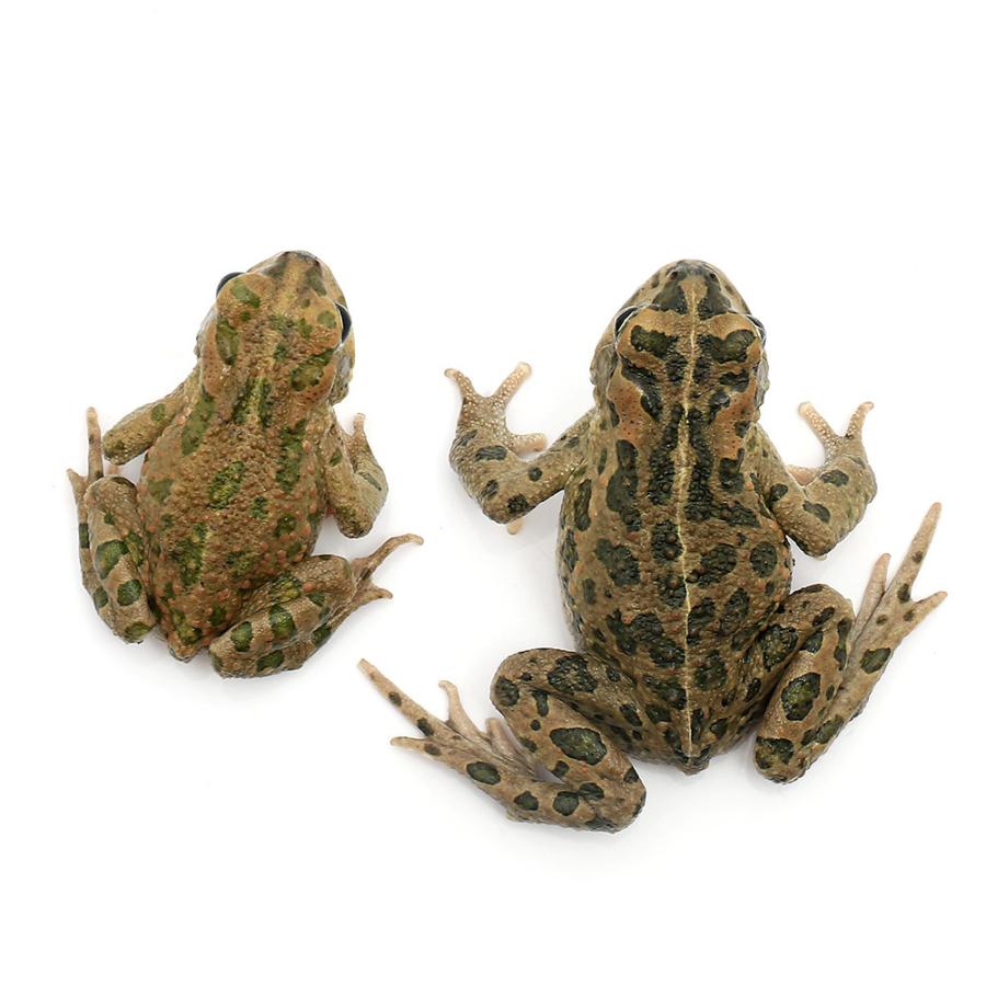 チャーム（charm） （両生類）エジプトミドリヒキガエル WC個体（1