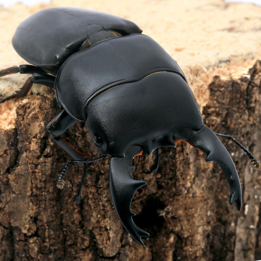 昆虫）アルキデスヒラタクワガタ 短・中歯型 スマトラ アチェ産 成虫