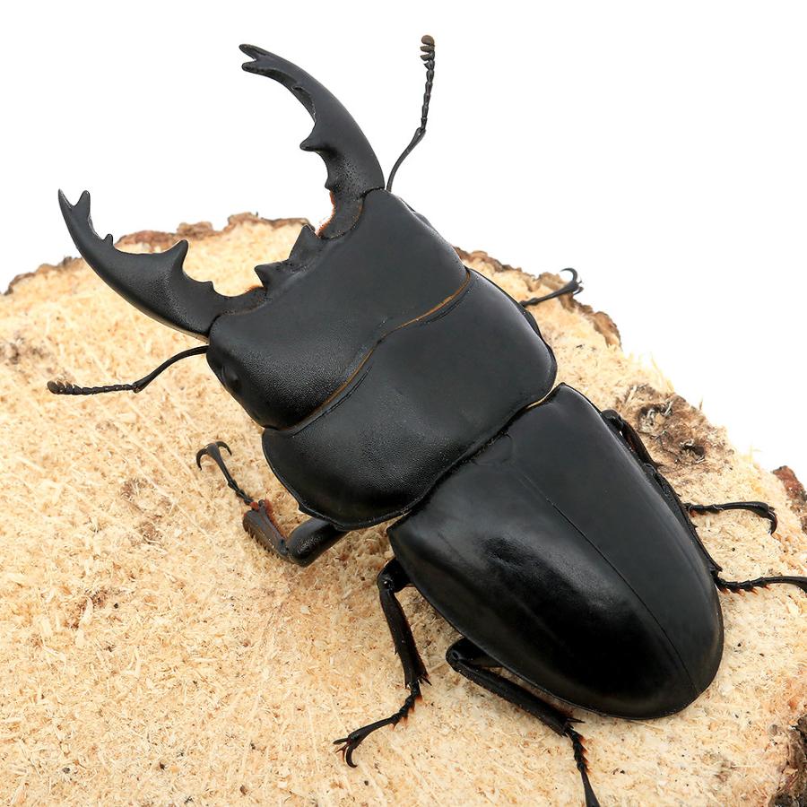 昆虫）アルキデスヒラタクワガタ 短・中歯型 スマトラ アチェ産 成虫