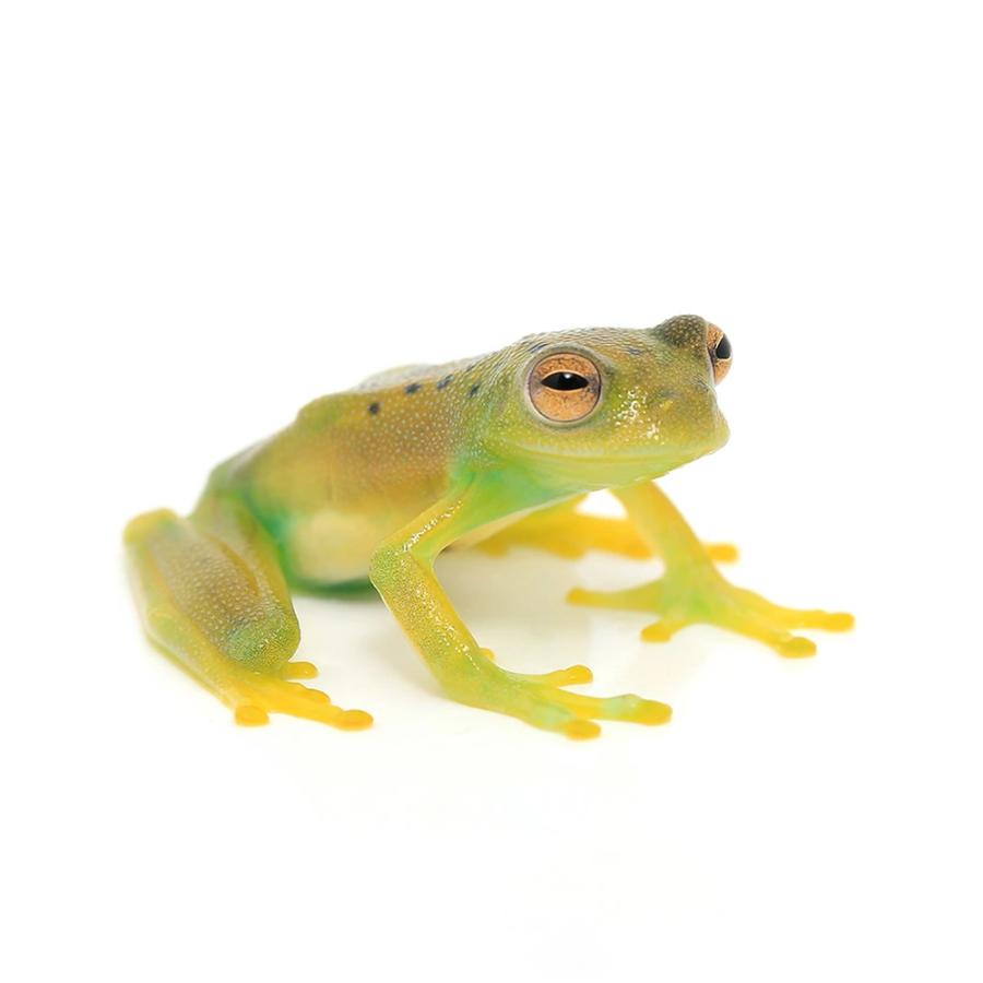 （両生類）グラニュローサアマガエルモドキ　ＣＢ個体　（１匹） の商品画像