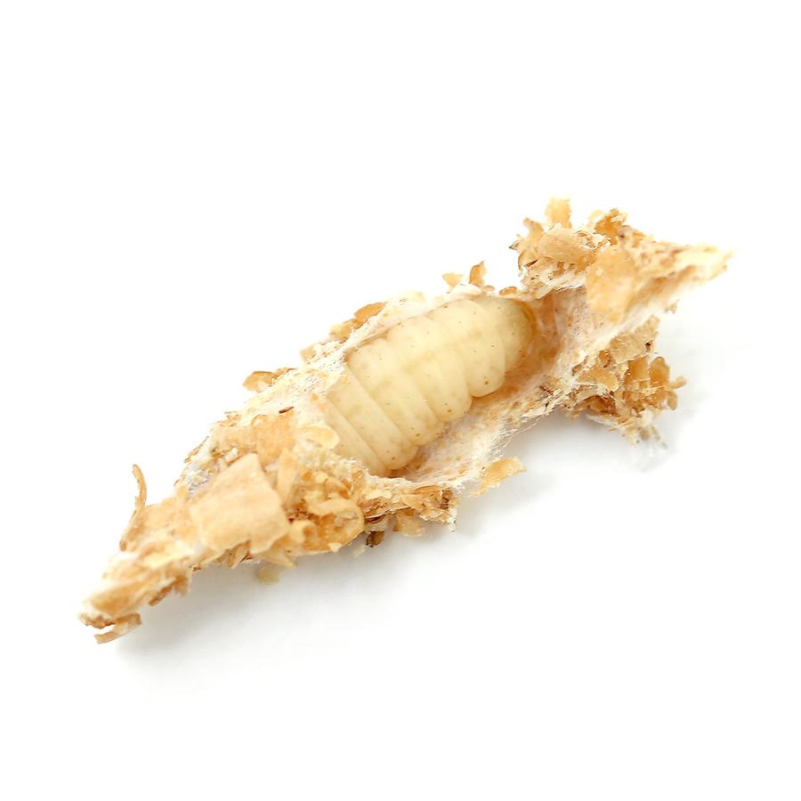 （生餌）死着保証なし　ハニーワーム　繭あり　約３５匹／１カップ（約１〜２ｃｍ）（１個）　活餌（Yahoo!・チャーム charm ヤフー店）