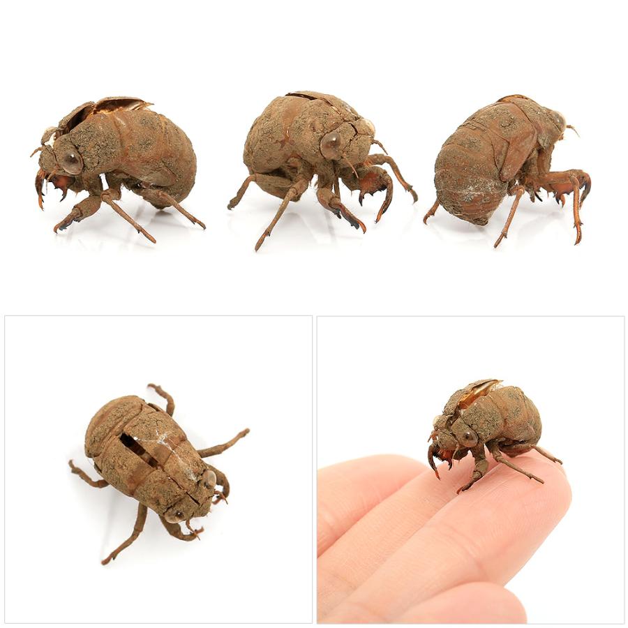 （昆虫）セミの抜け殻　Ｓサイズ（５個）｜chanet｜02