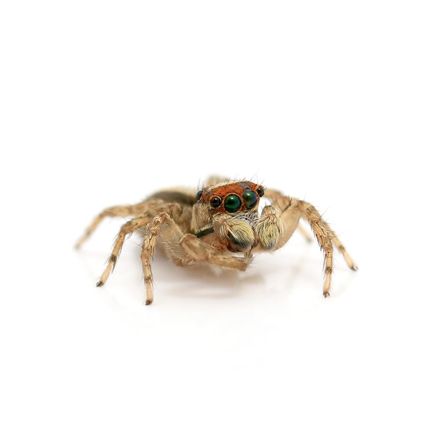 （昆虫）ミスジハエトリグモ　ＷＣ個体（１ペア）　北海道・九州航空便要保温｜chanet｜04