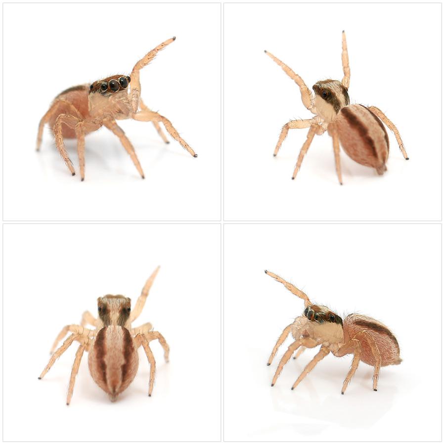 （昆虫）ミスジハエトリグモ　未成熟　ＷＣ個体（１匹）　北海道・九州航空便要保温｜chanet｜02
